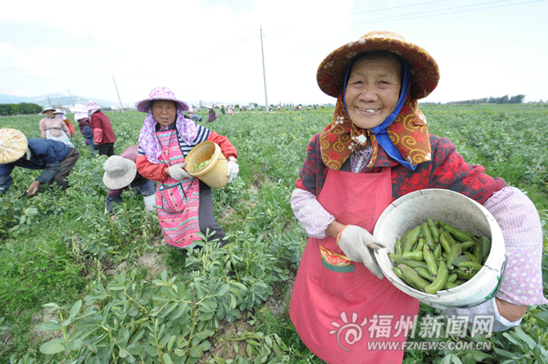 福州春季早收蚕豆抢占全国市场先机