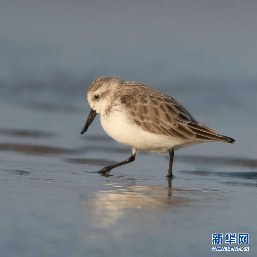 世界极危珍稀鸟种勺嘴鹬现身闽江口江滩