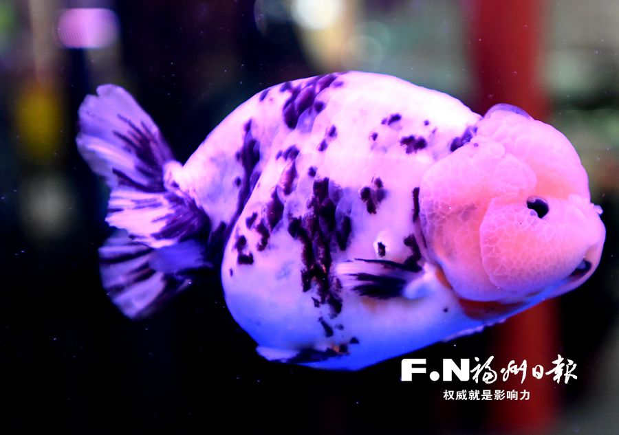 吃完一颗278公斤鱼丸要多久?渔博会现场众人给出的答案是2小时